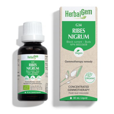 G34 Ribes Nigrum (Black currant - Buds), Gemmotherapy Remedy