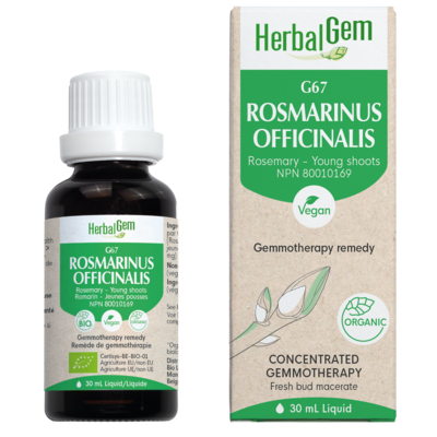 G67 Rosmarinus officinalis (Rosemary) Gemmotherapy Remedy