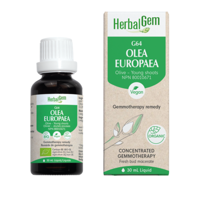 G64 Olea europaea (Olive) Gemmotherapy Remedy