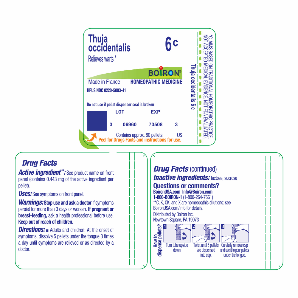 Product image for Thuja Occidentalis 6c.