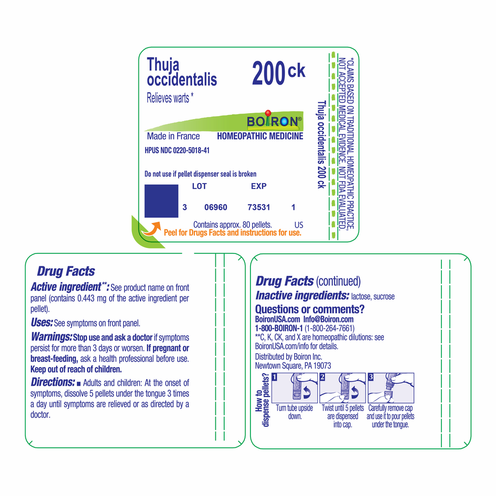 Product image for Thuja Occidentalis 200ck.