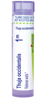 Thuja Occidentalis 1m