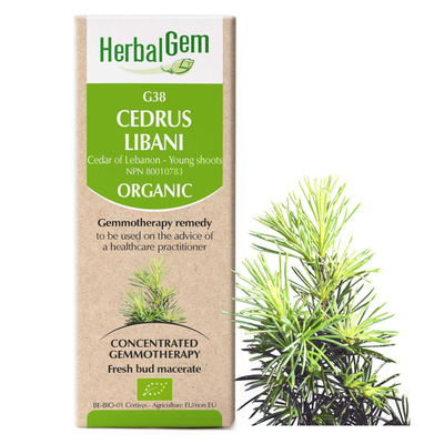 Cedrus libani (Cedar of Lebanon - young shoots) (Organic) product image