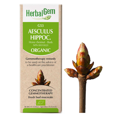 Aesculus hippocastanum (Horse Chestnut - buds) (Organic) product image