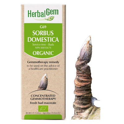 Sorbus domestica (Service-tree - buds) (Organic) product image