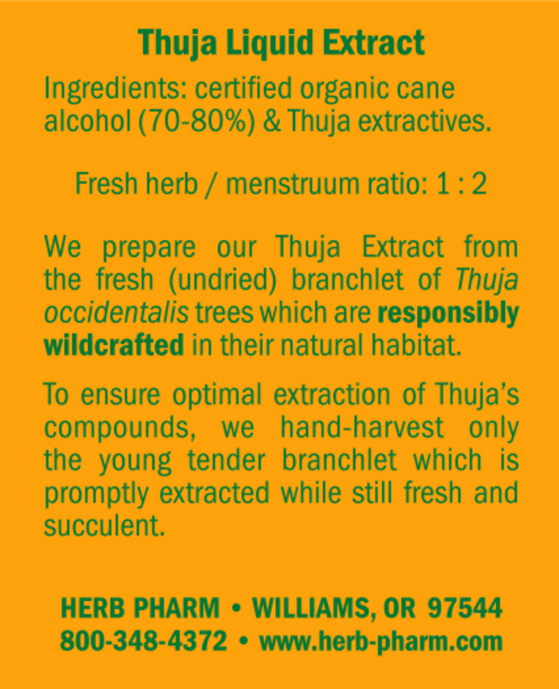 Product image for Thuja.