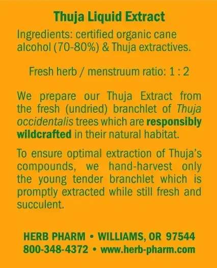 Product image for Thuja.