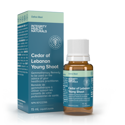 Cedar of Lebanon Young Shoot - Cedrus Libani product image