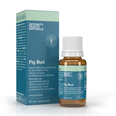 Fig Bud - Ficus carica product image
