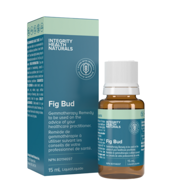 Fig Bud - Ficus carica