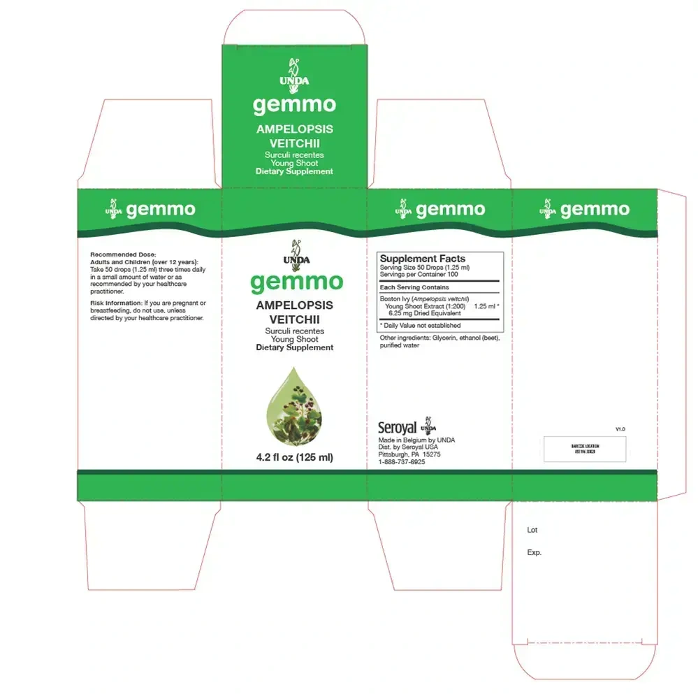 Product image for Ampelopsis Veitchii.