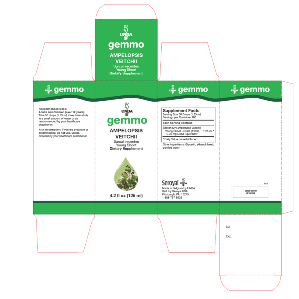 Product image for Ampelopsis Veitchii.