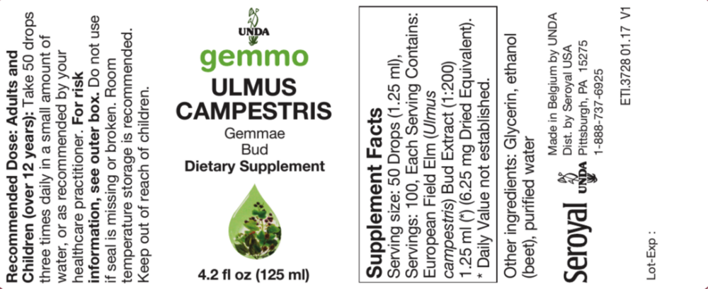 Product image for Ulmus campestris.