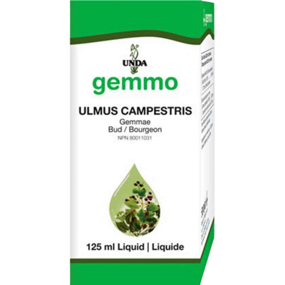 Unda Gemmo Ulmus Campestris